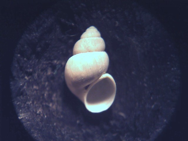 Bithynia leachi ?
